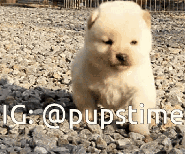 a small white puppy is sitting on a pile of rocks with the hashtag @pupstime