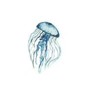 a blue jellyfish with long tentacles is swimming in the water on a white background .