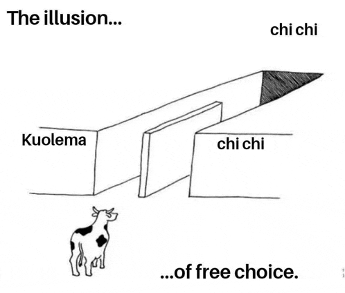 a black and white drawing of a cow standing in front of a wall with the words `` the illusion ... of free choice '' .