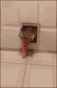 a cat is standing on its hind legs in front of a door that is open .