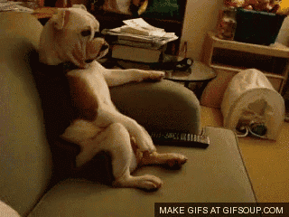 a dog is sitting on a couch with a remote control and a make gifs at gifsoup.com button