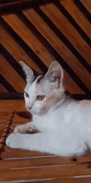 a white and brown cat is laying on a wooden chair looking at the camera .