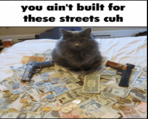 a cat sitting on top of a pile of money