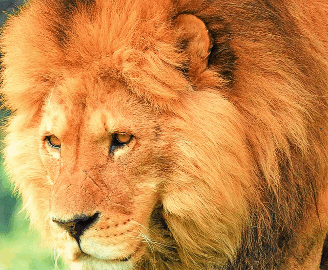 a close up of a lion 's face with a blurred background