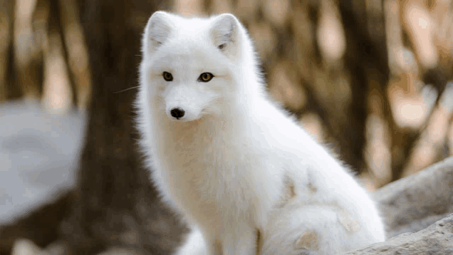 a white fox is sitting on a rock in the woods