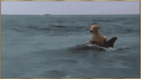 a dog is riding on the back of a dolphin in the ocean