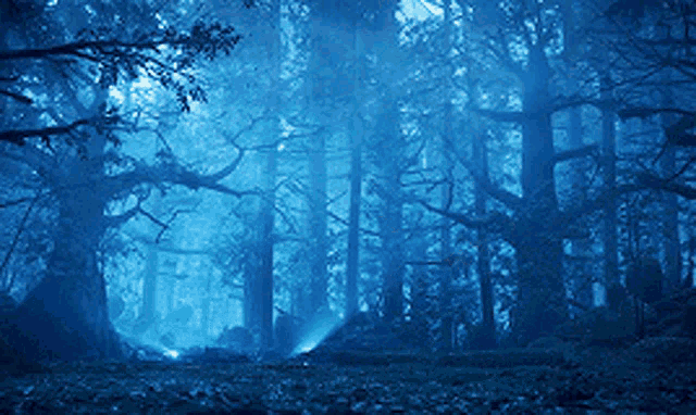 a dark forest with trees and leaves in the foreground