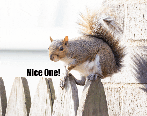 a squirrel sitting on a wooden fence next to a sign that says " nice one "