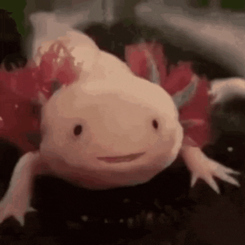 a close up of a axolotl with a smile on its face .