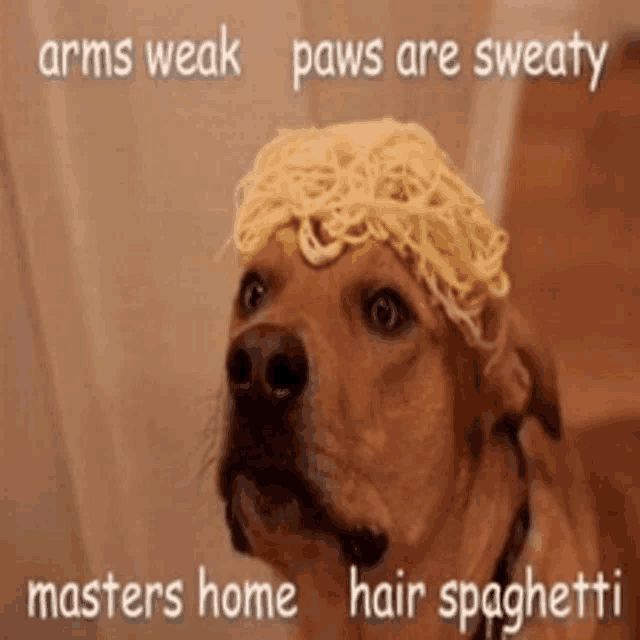 a dog wearing a spaghetti hat with the words arms weak paws are sweaty masters home hair spaghetti below it