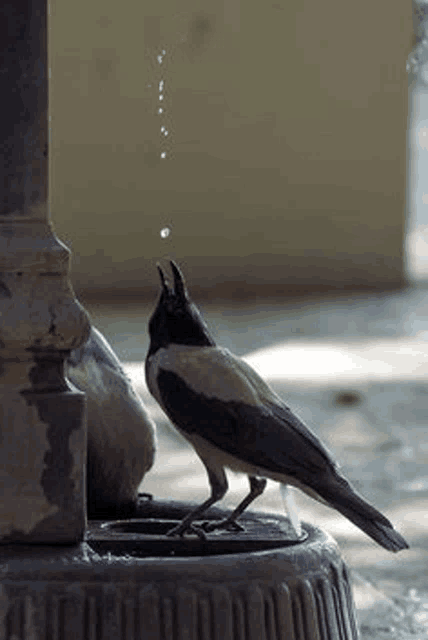 a bird is drinking water from a fountain and a drop of water is coming out of it 's beak .