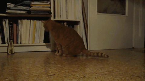 a cat is sitting in front of a bookshelf with a book titled ' a brief history of the world '