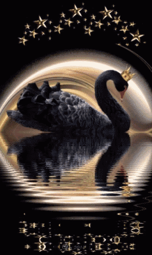 a black swan with a gold crown on its head is in the water