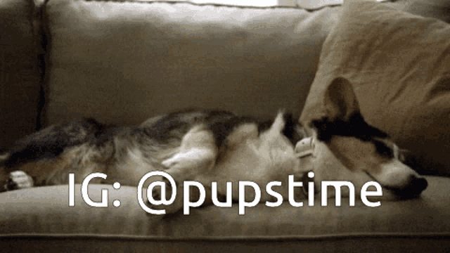 a dog laying on a couch with a caption that says ig @ pupstime