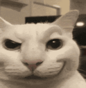 a close up of a white cat making a funny face