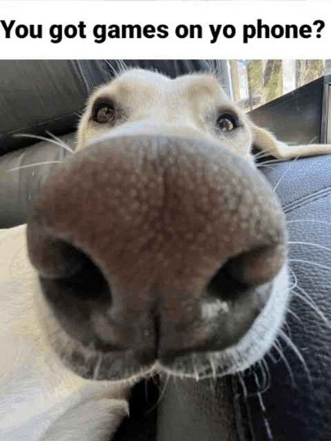 a close up of a dog 's nose with the words " you got games on yo phone " below it