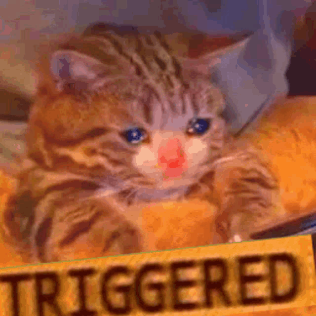 a cat is laying on a piece of food next to a sign that says `` triggered '' .