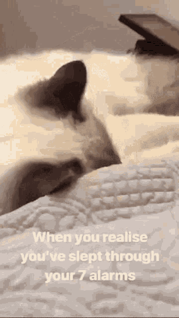 a cat is laying on a bed with a cell phone on it .