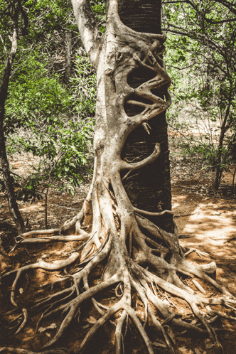 a tree with a lot of roots and branches