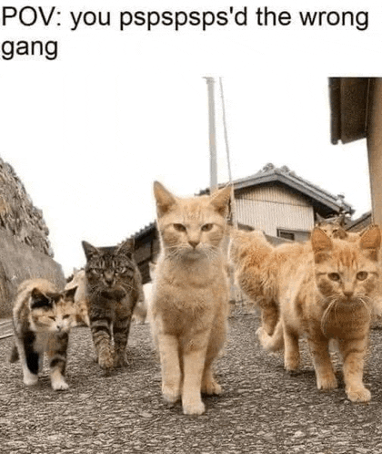 a group of cats are walking down a street in a meme .