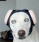 a white dog wearing a helmet on its head looks at the camera