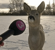 a person holding a microphone with the number 3 on it in front of a deer