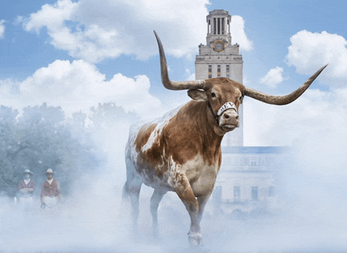 a brown and white bull wearing a texas headband