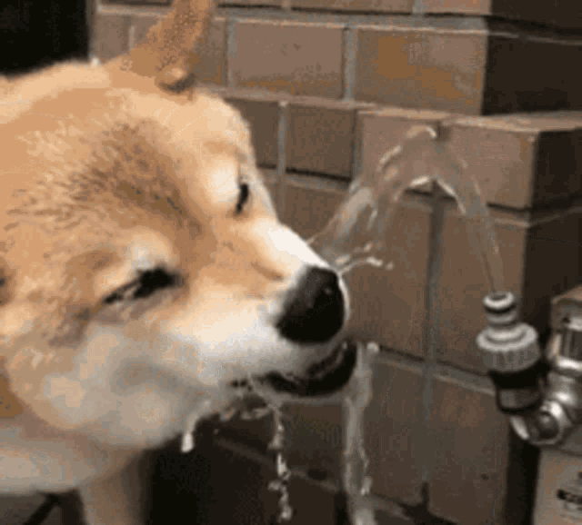 a dog is drinking water from a faucet outside .