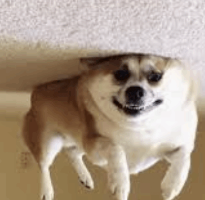 a dog is standing on its hind legs under a ceiling and smiling .