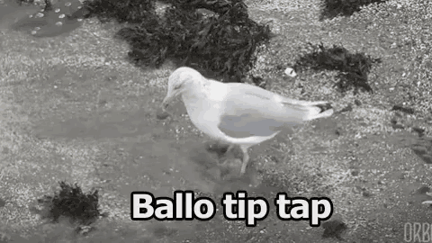 a black and white photo of a seagull standing on the ground with the words `` ballo tip tap '' written above it .