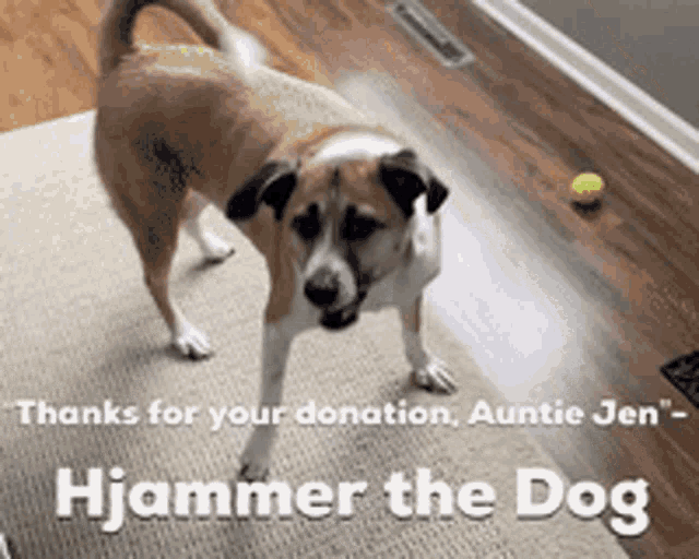 a brown and white dog standing on a rug with the words " thanks for your donation auntie jen " below it
