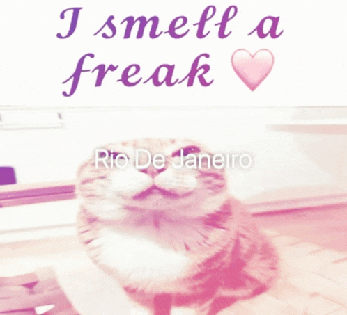 a picture of a cat with the words i smell a freak rio de janeiro on the bottom