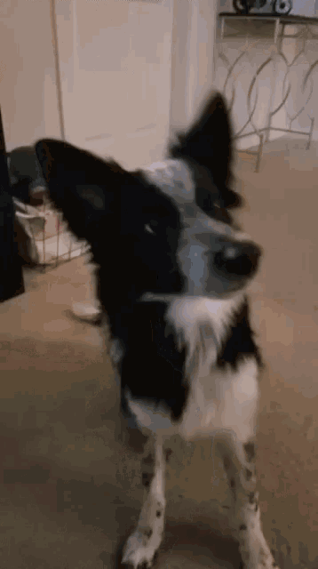 a black and white dog is standing on a carpeted floor