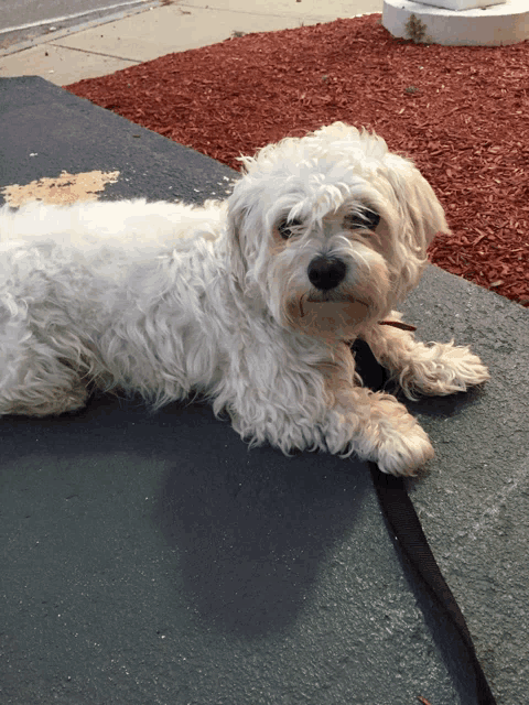 a small white dog on a leash is laying on the ground