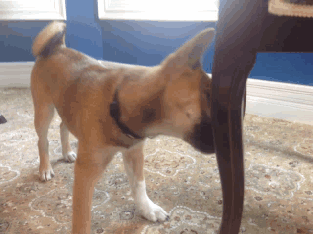 a small brown dog standing next to a table