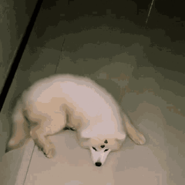 a white dog is laying on the floor with its head on the floor .