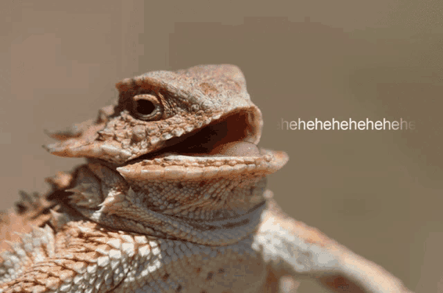 a close up of a lizard with its mouth open and the words ' henehenehenehene ' on the bottom right