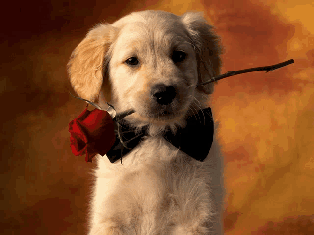 a puppy wearing a bow tie and holding a rose in its mouth