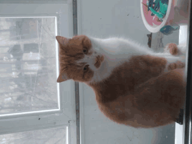 a brown and white cat is looking out a window