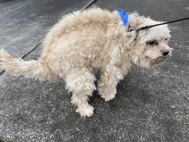 a small dog on a leash with a pink and blue ribbon around its neck