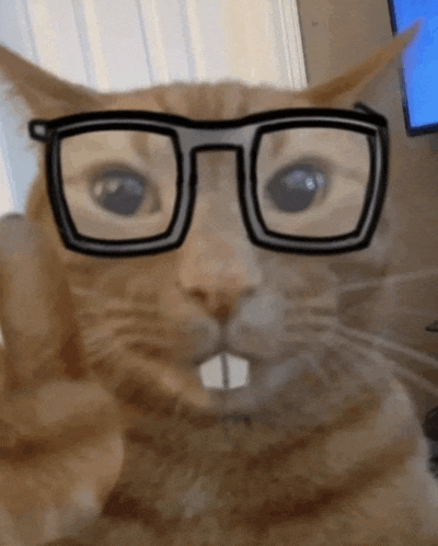 a close up of a cat wearing glasses and making a squirrel face