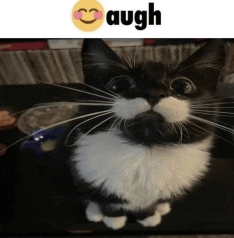 a black and white cat with a mustache is looking at the camera with a laugh emoji behind it .