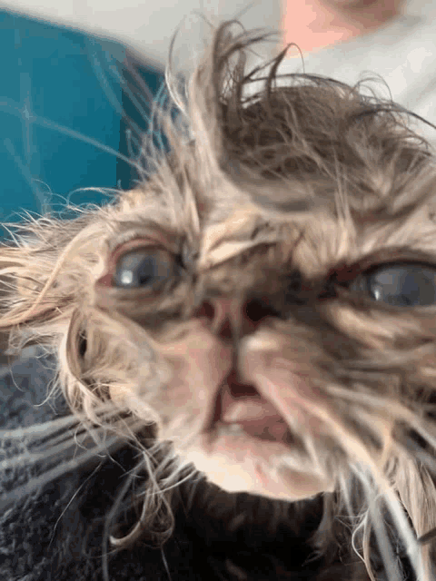 a close up of a cat 's face with a lot of hair