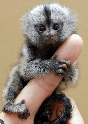 a person is holding a small monkey in their finger