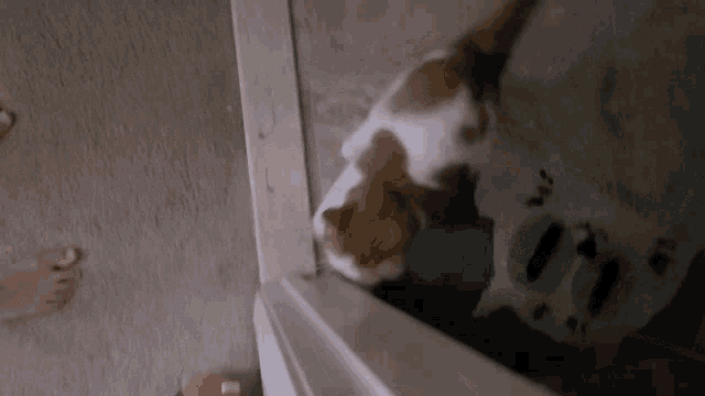 a cat laying on a carpet next to a person 's feet