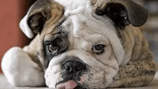 a close up of a bulldog laying down on the floor with its tongue hanging out .