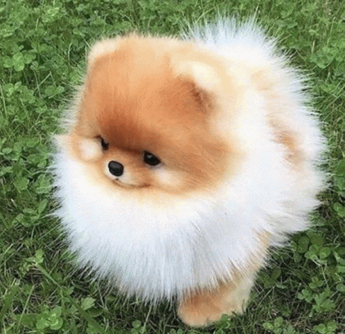 a pomeranian dog is sitting in the grass with a fluffy furry collar .