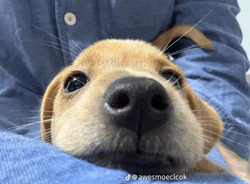 a close up of a dog laying on someone 's lap with the words awesomeeclook on the bottom