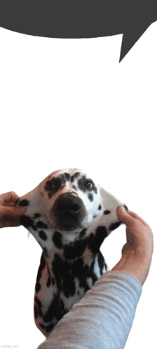 a person is stretching a dalmatian dog 's neck