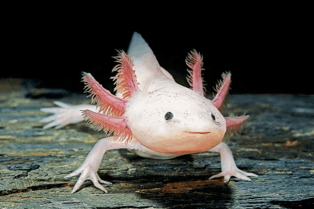 a small pink lizard with a black background